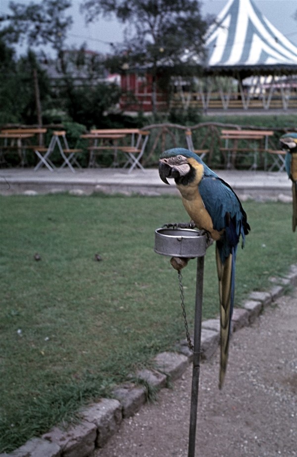 Fotografier af dyr fra Odense ZOO